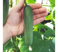Cucumber F1 Baby Seeds - Mini Cucumbers with Sweet Flavour Perfect for Snacking Salads and Lunchboxes Prolific Disease Resistant Variety Rich in Vitamins Easy to Grow 1x Seed Packet by Suttons