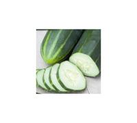 CUCUMBER Marketmore. A heavy cropping variety.