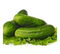 Cucumber Plants, 'F1 Mini Munch', Full Plants in 9cm Pots, Mini Cucumbers, Garden Ready and Ready to Plant, Premium Quality Vegetables (1)