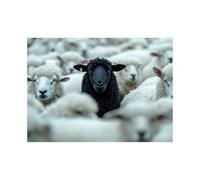 CUDAOO Black and White Canvas Wall Poster, Black sheep standing in a group for Bedroom Living Room Decor - 70x100cm Unframed(black and white)
