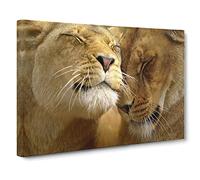 Cuddling Lions No.1 Canvas Print | Gallery Wrapped 30mm Frame Wall Art | 24x16 inches | Ready to Hang | Modern Animal Picture | Living Room Bedroom Lounge Office