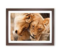 Cuddling Lions No.2 Modern Framed Wall Art Print, Ready to Hang Picture for Living Room Bedroom Home Office Décor, Walnut A4 (34 x 25 cm)
