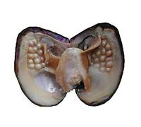 Cultured Pearls in Oysters,Freshwater Pearl Oysters with Pearls Inside Big Oyster Pearls in Oyster Anniversary Decoration for Jewelry Making or Birthday Gifts (5-7mm)