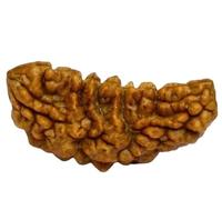 Cuonna Gems Gallery Igl Tested Pure Nepali 1 Mukhi Kaju Dana Rudraksh Original Certified एक मुखी नेपाली काजू दाना रुद्राक्ष ఏకముఖి రుద్రాక్ష Rudraksha 1 Face Half Moon Rudraksha With Lab Certificate