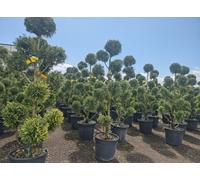 Cupressocyparis Leylandii Gold Rider Pom Pon - 150cm - Hardy