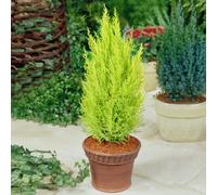 Cupressus Cypress 'Wilma' - Outdoor Plant With Attractive Evergreen Foliage