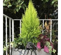 Cupressus Goldcrest Wilma Golden Lemon Scented Evergreen Conifer 1L X 6