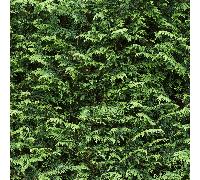 Cupressus Leylandii Hedging Potted Green Conifers 180-200cm, 5 Plants