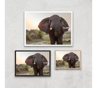 Curious Elephant Giclee Art Print - A3 - Print Only