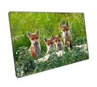 Curious Little Fox Kits Cubs Exploring The Woodland Countryside Nature Photography Wall Art Print On Canvas Picture For Home Office Decor 76x51cm (30x20In)