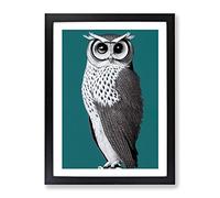 Curious Owl Framed Wall Art Print A2 Black