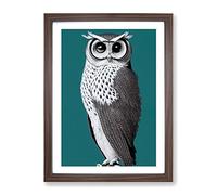 Curious Owl Framed Wall Art Print A2 Walnut