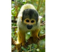 Curious Squirrel Monkey Journal: 150 page lined notebook/diary