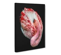 Curled Flamingo Canvas Print | Gallery Wrapped 30mm Frame Wall Art | 30x20 inches | Ready to Hang | Modern Animals Picture | Living Room Bedroom Lounge Office