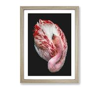 Curled Flamingo Painting Modern Framed Wall Art Print, Ready to Hang Picture for Living Room Bedroom Home Office Décor, Oak A2 (64 x 46 cm)