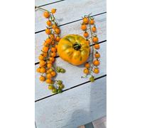 Currant Gold Rush Tomato Seeds - 15 Fresh Seeds