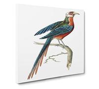 Curve billed Cuckoo Bird by George Shaw Vintage Canvas Wall Art Print Ready to Hang, Framed Picture for Living Room Bedroom Home Office Décor, 14x14 Inch (35x35 cm)