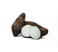Cush Yams, Cylindrical Starchy Vegetables from Brazil (2KG)