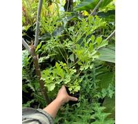 Cussonia Cussonic Mountain Cabbage Tree 9Cm Potted Plant