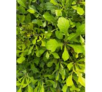 Cussonia Natalensis Mountain Cabbage Tree Plug Plant