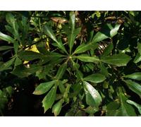 Cussonia Spicata Mountain Cabbage Tree Plug Plant