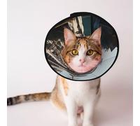 Custom Pet cones - Unique Design Cat & Dog Cone, Collar for Post-Surgery Recovery, Adjustable Neck Docking at the port of the giant ship L