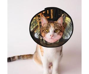 Custom Pet cones - Unique Design Cat & Dog Cone, Collar for Post-Surgery Recovery, Adjustable Neck Mystery Train L