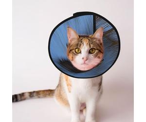 Custom Pet cones - Unique Design Cat & Dog Cone, Collar for Post-Surgery Recovery, Adjustable Neck Photo of the Red Kite Bird M