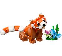 Cute Animals: Red Panda