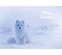 Cute Arctic Fox in the Snow Merry Christmas Greetings Card 125mm x 178mm Including Envelope GC470