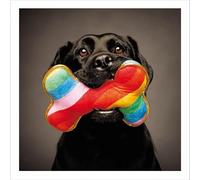 Cute Birthday Card Dog Rainbow Bone Labrador - Fun Design Greeting Card
