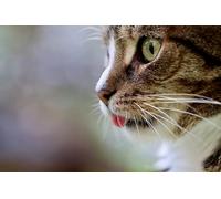 Cute cat-Adult 2000-Piece Wooden Puzzle Boards, Classic Challenge, Impossible 14 years+