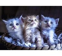 Cute Cat USA Theme Tin Sign 8x6 in Fun Animal Decorative Wall Art