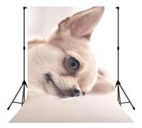 Cute Chihuahua Print Photo Studio Background 5x7ft Soft Photo Backdrop Curtain For Studio Content Creator Equipment