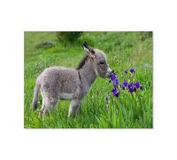 Cute Donkey，Jigsaw Puzzles for Adults 1000, Puzzles for Adults, Challenging Puzzles, Puzzle Game for The Whole for Women, Gifts for Men（38x26cm）-C1
