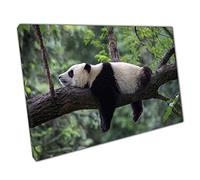 Cute Funny Baby Panda Lazing On A Tree Branch Bifengxia Panda Centre Reserve China Wall Art Print On Canvas Picture For Home Office Decor 76x51cm (30x20In)