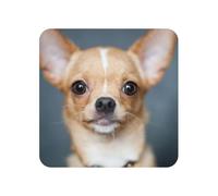 Cute Funny Chihuahua Dog, Square Magnetic Refrigerator Sticker Acrylic Fridge Magnets Furniture Decoration 1pc