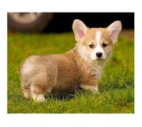 Cute Little Corgi Jigsaw Puzzles for Adults 1500 piece, puzzle for Adults 34.2x22.4 inch, DIY Craft puzzles for Home Decoration Gifts,Puzzle Perfect for Game