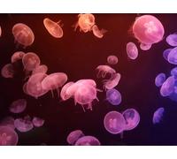 Cute Little Jellyfish - 2000 Piece Paper Puzzle - Home Decoration, Jigsaw Puzzles for Adults, Gift 70 x 100 cm