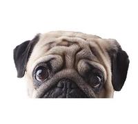 Cute Little Pug Dog Peeper Peeping Funny novelty Vinyl Car Sticker Bomb Decal 120x70mm approx.