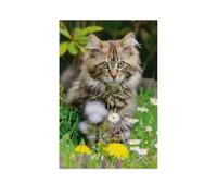 Cute Maine Coon Kitten in a Spring Meadow，Jigsaw Puzzles for Adults 1000 Piece Challenging Game Toys, Impossible Puzzle,1000 Piece Jigsaw Puzzles for Adults Family Decoration Puzzle（50x70cm）-BA67