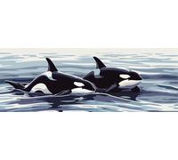 Cute Paint by Numbers for Adults Beginners, 34x101 Inch Large Paint by Numbers Killer Whale, Easy DIY Acrylic Oil Painting by Numbers for All Ages Crafts for Home Wall Decor (Without Frame) -H708
