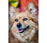 Cute puppy-7000-Piece Puzzle: The Most Beautiful Indoor Decor Games 14+