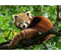 Cute red panda