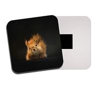 Cute Red Squirrel Fridge Magnet - Forest Animal Wild Nature Wildlife #13158