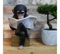 Cute Sitting Monkey Reading The News