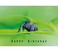 Cute Spider Happy Birthday Greeting Card 125mm x 178mm - Including Envelope - GC1095