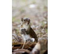 Cute squirrel-8000-Piece Adult Puzzle Game - Suitable for Relaxation, Meditation, and Educational Play 14 years+