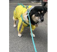 Cute Summer Dog Raincoat - Waterproof, Breathable Pet Coat for Small Medium Dogs with Leash Position for Outdoor Walking (Dinosaur-B,Small)