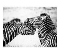 Cute Zebra Couple Large Canvas Wall Art Print